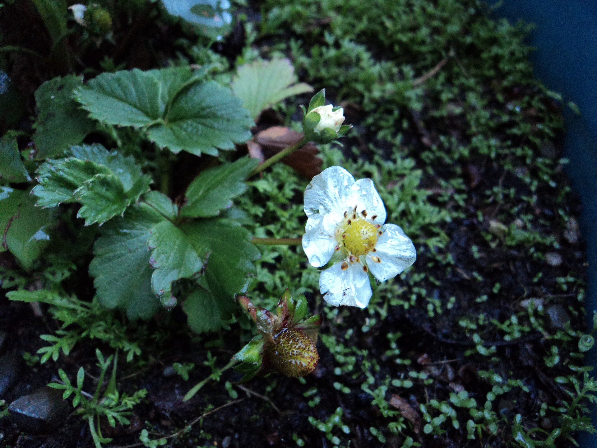Strawberry plant showing foliage, flowers, and fruit.