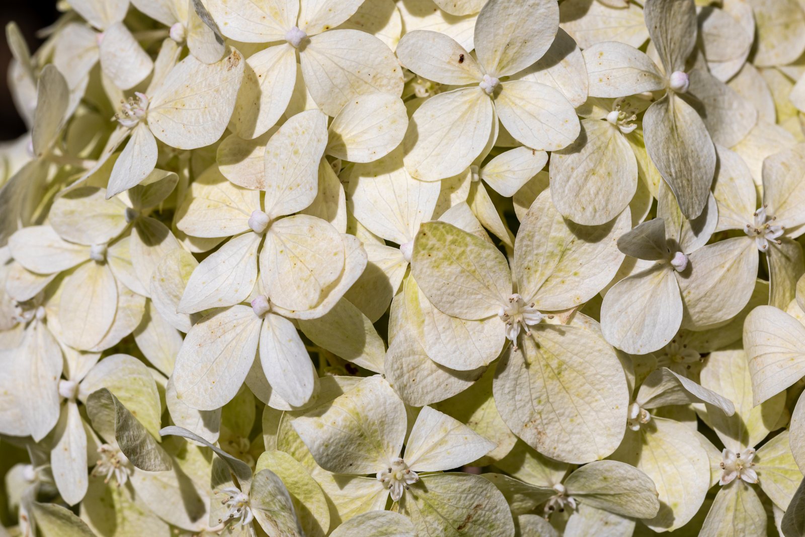 Panicle hydrangea Growing Guide: Zones 3a-8b, Spacing & Yield | Plant ...