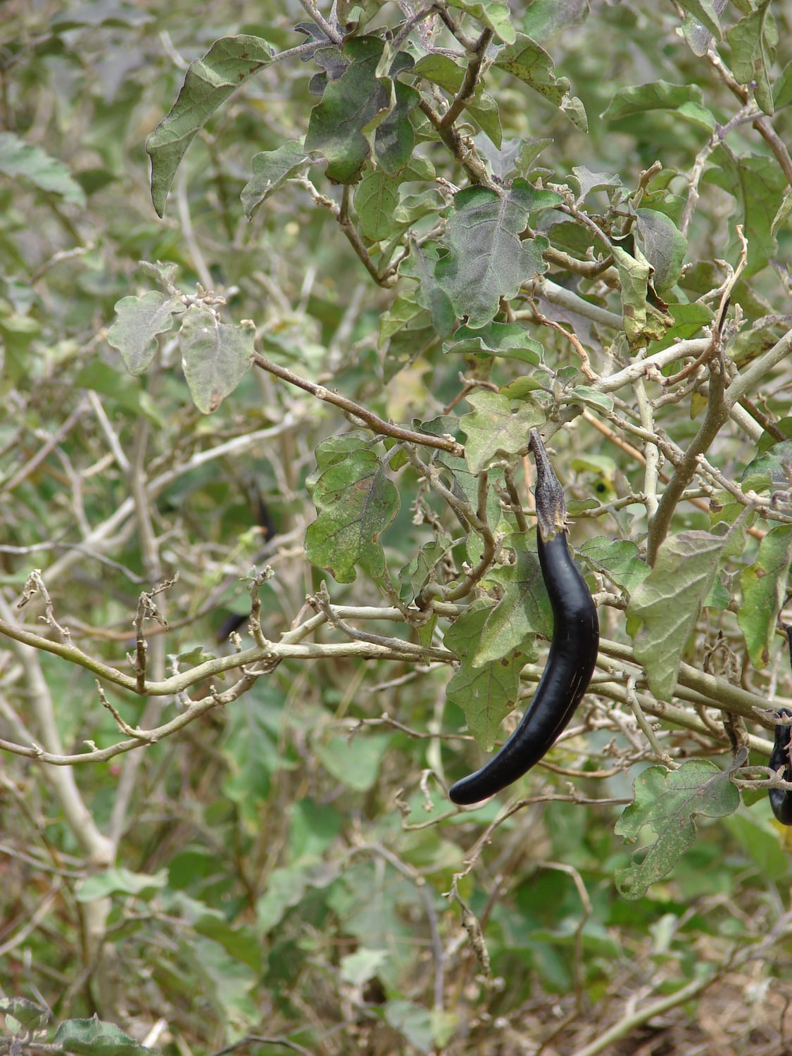 Eggplant plant showing leaves and purple fruit.