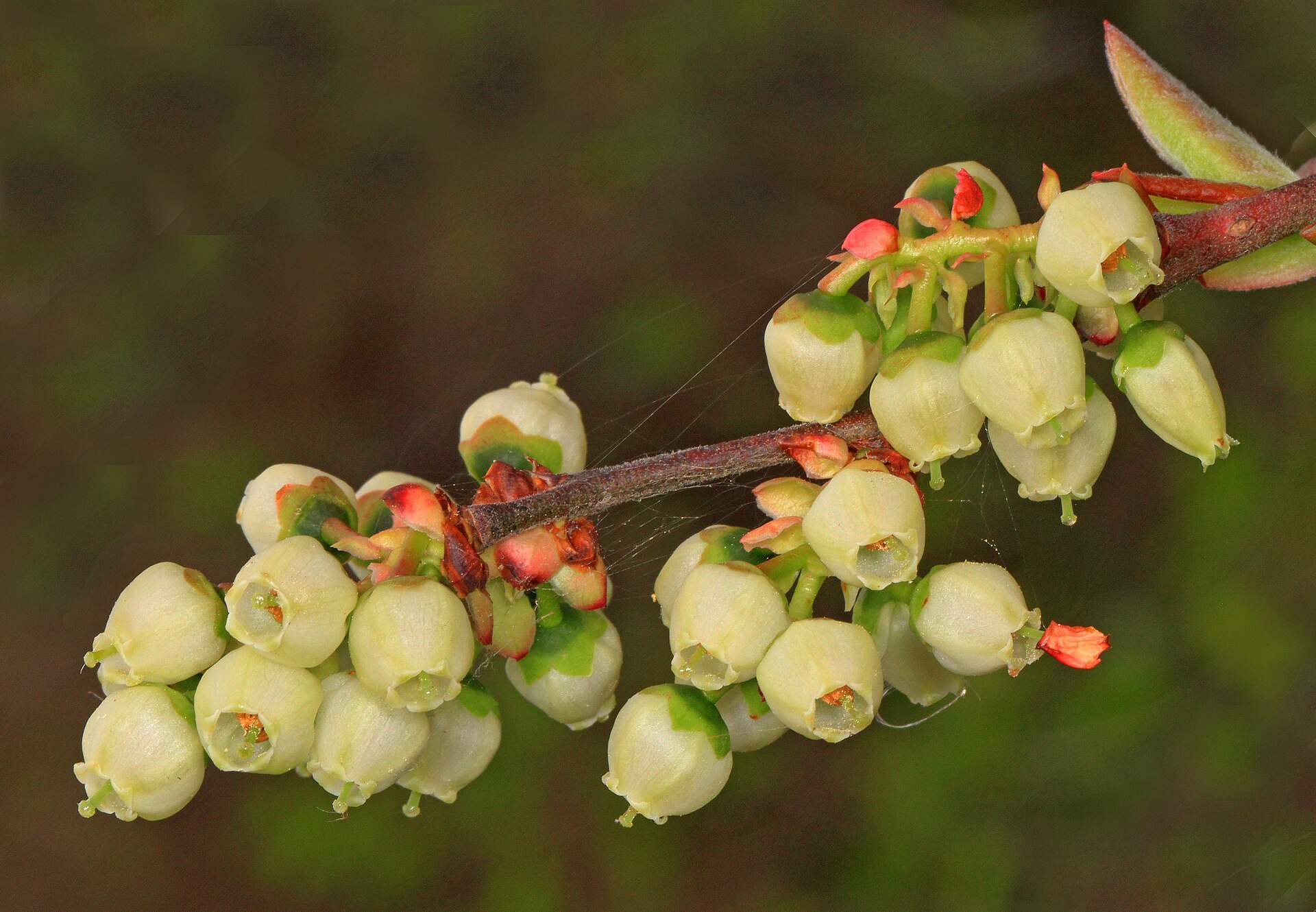 Blueberry fruit cluster on living stems and leaves.