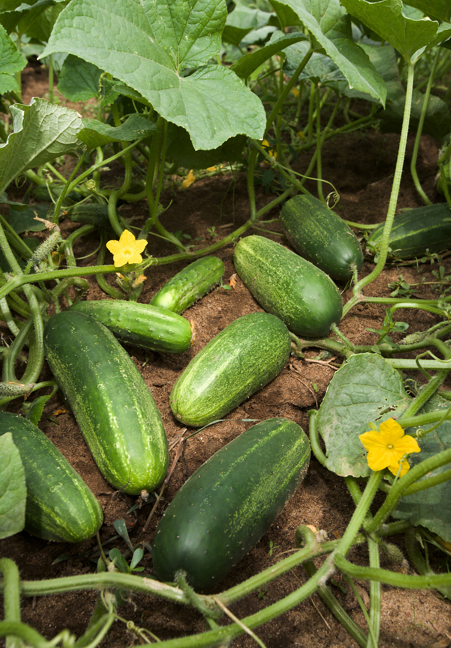 Cucumber vine showing leaves and fruit.