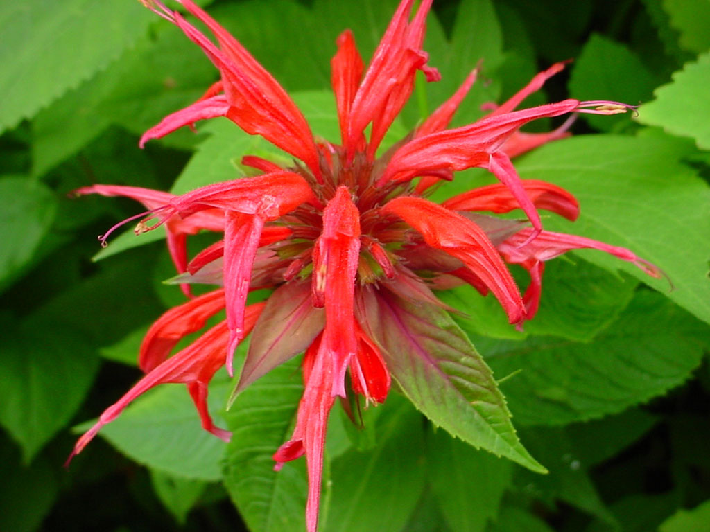 Bee balm flowers above leafy stems.