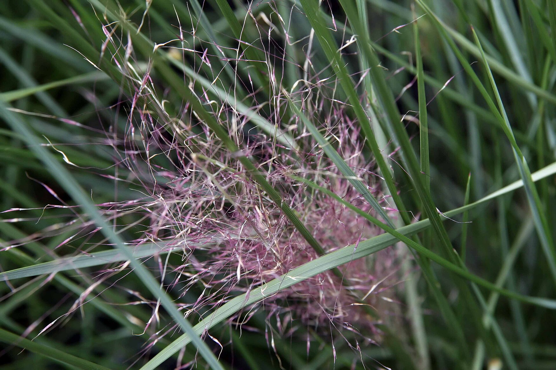 Pink muhly grass with fine green blades and airy pink plumes.