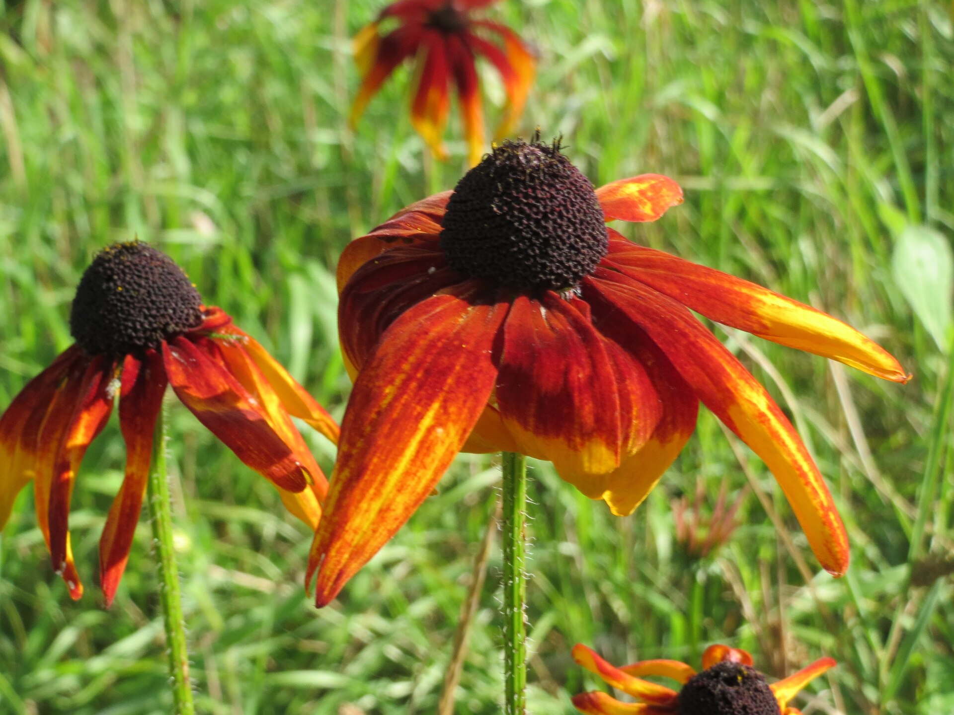 Black-eyed Susan flowers with green leaves and stems.