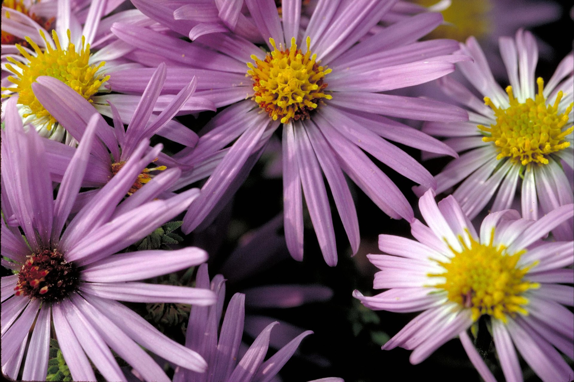 Aster flowers above leafy stems.