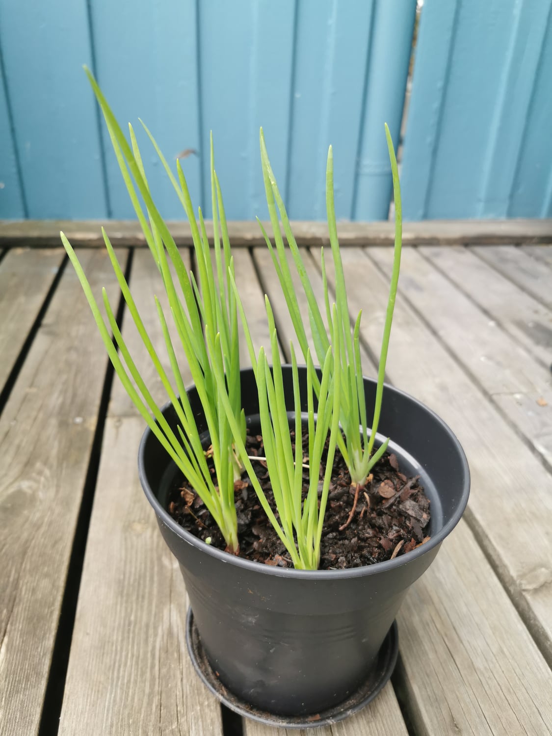 Allium leaves and bulbs in garden growth.