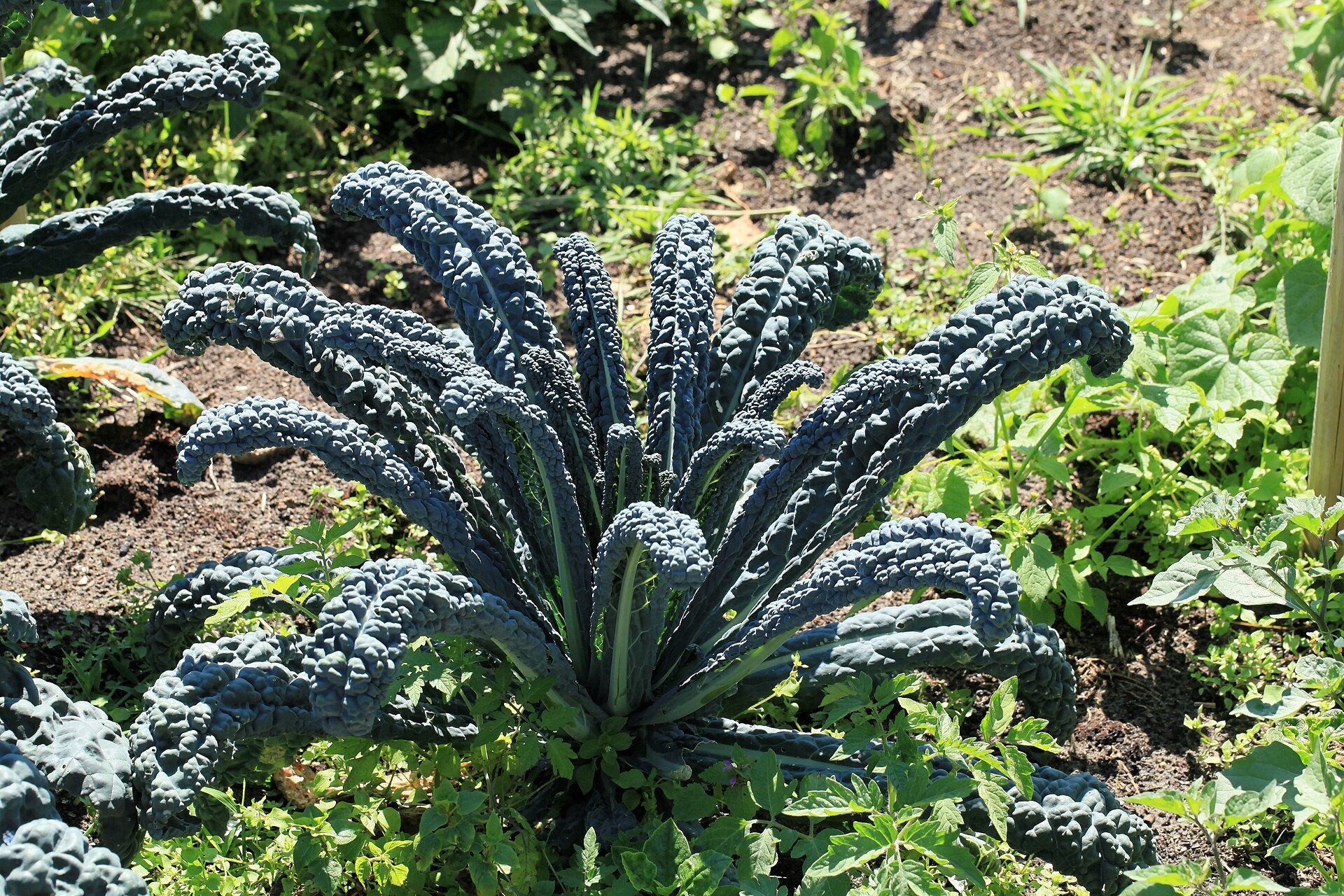Brassica greens showing leafy growth.