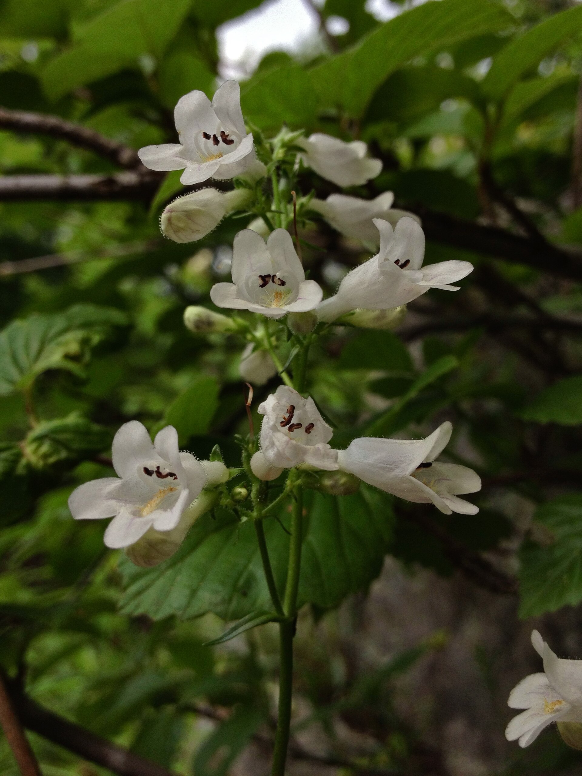 Penstemon flowers and leafy stems.
