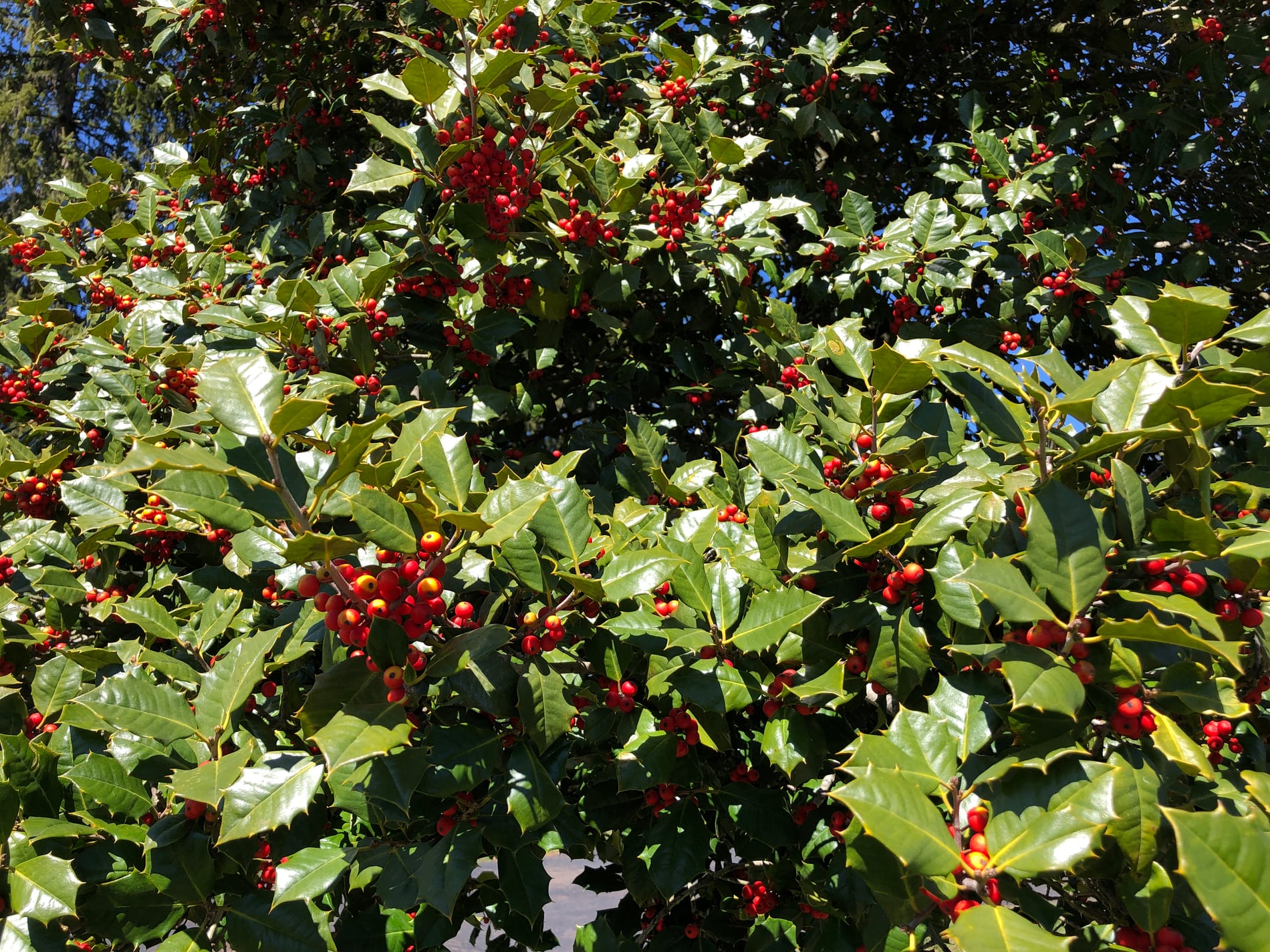 Holly branch showing evergreen leaves and berries.