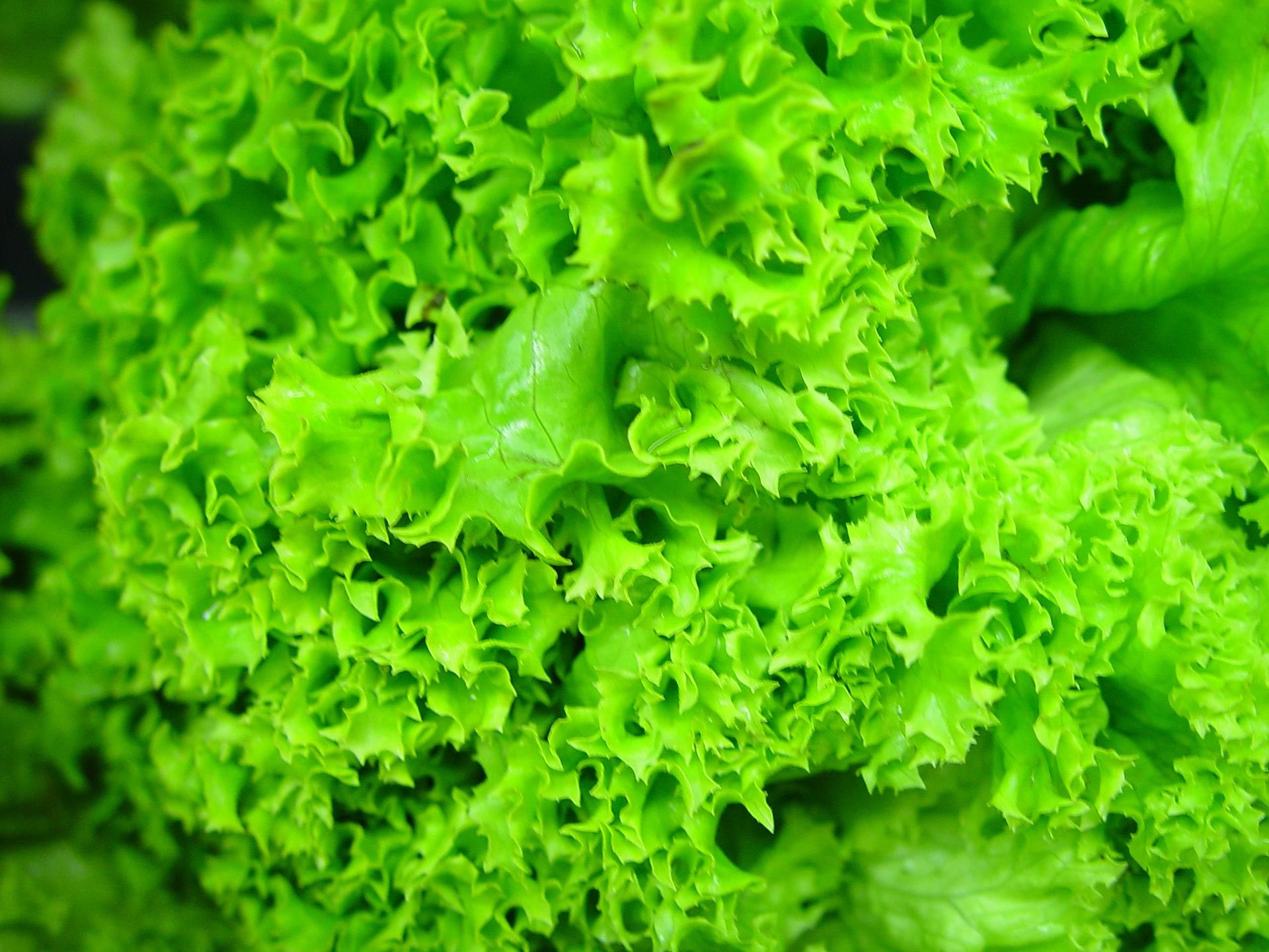 Leaf lettuce rosette growing in the garden.