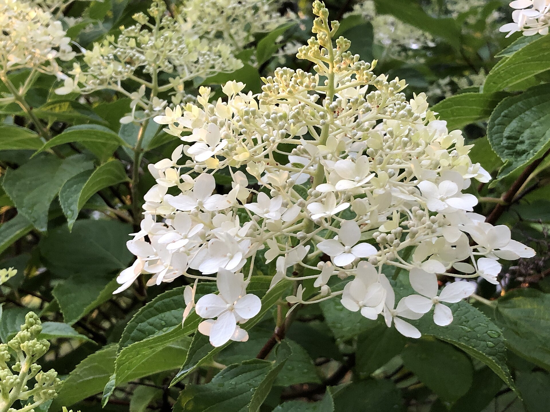 Hydrangea shrub showing large flower clusters and leaves.