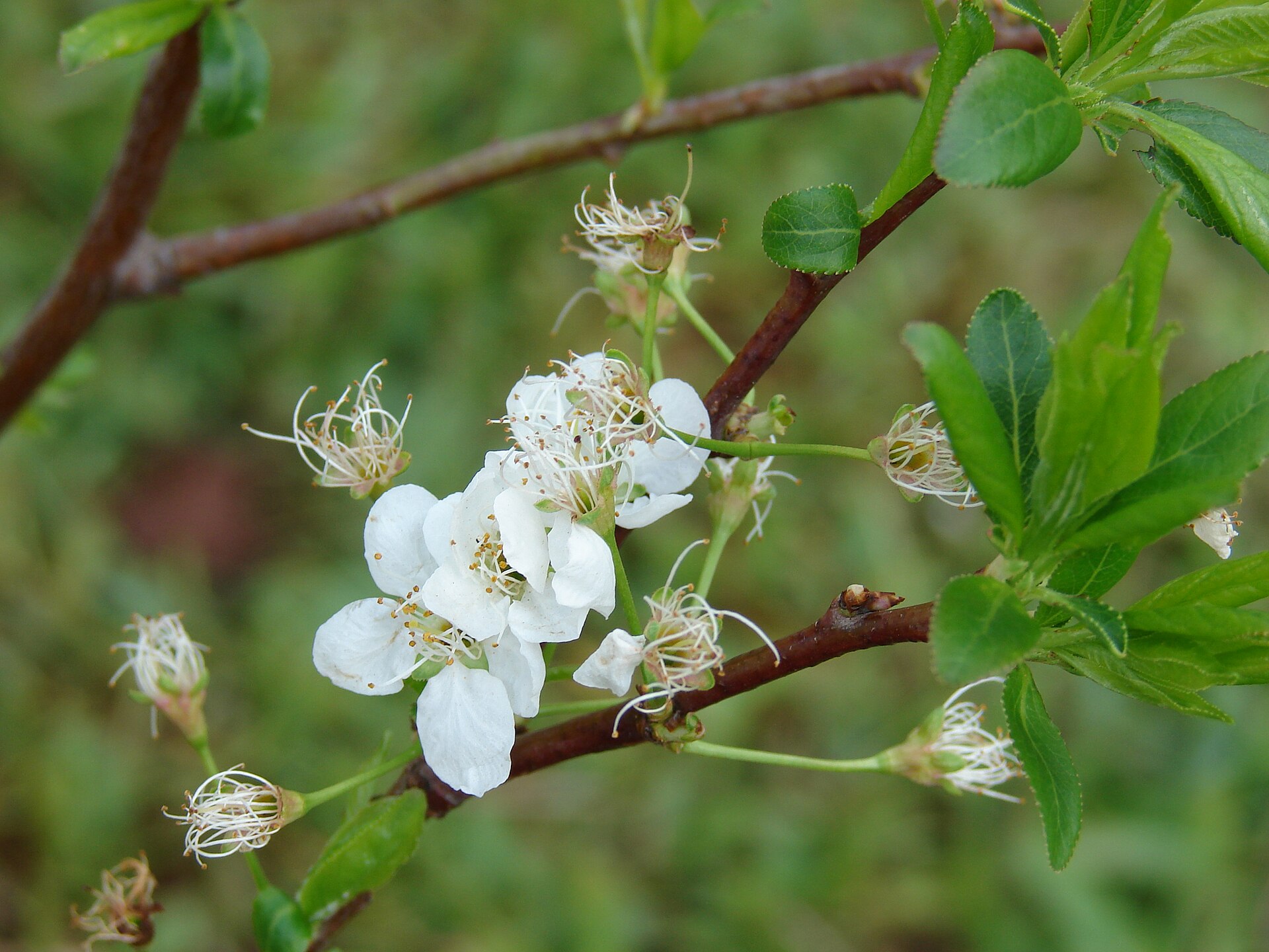 Plum branch showing leaves and fruit.
