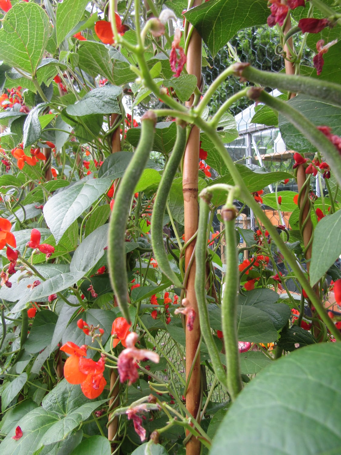 Scarlet Runner bean Growing Guide: Zones 3a-9a, Spacing & Yield | Plant ...