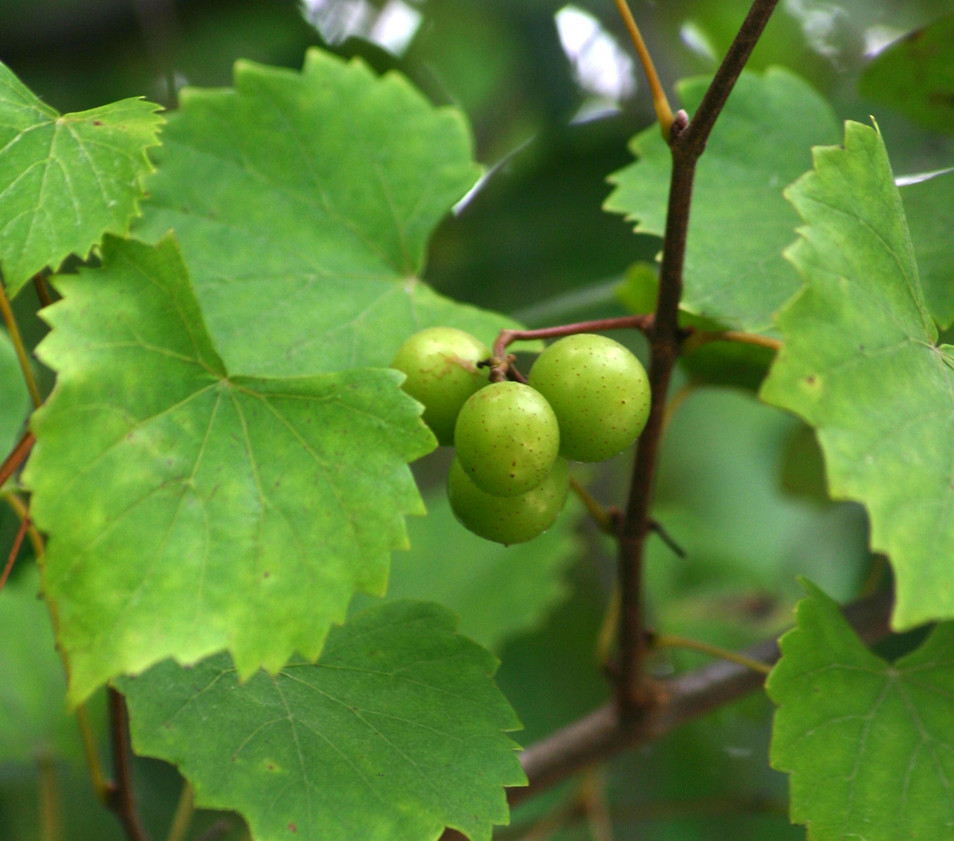 Muscadine grape vine showing leaves and grape clusters.