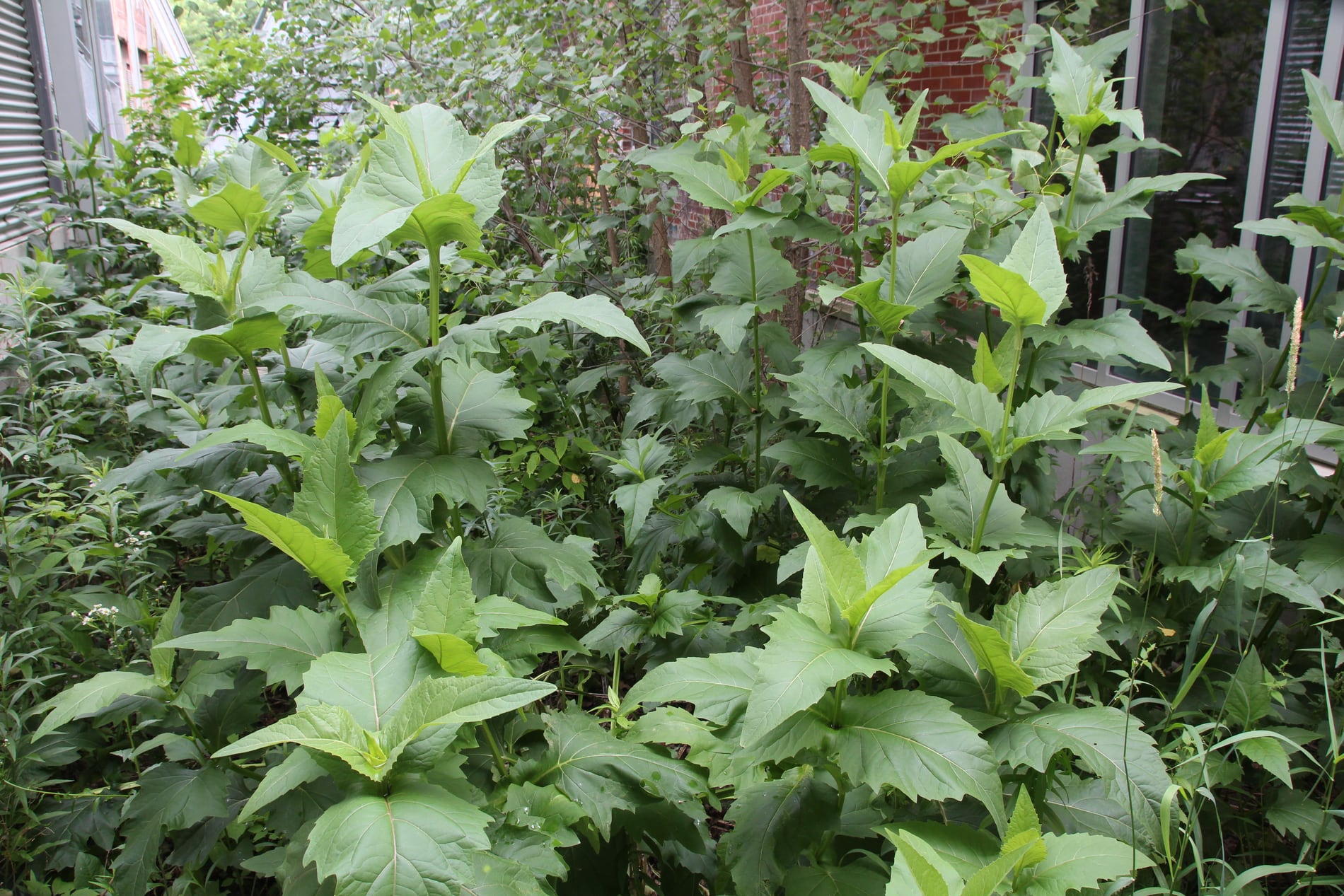 learning ebpf | ch4ser: zone Images High Quality... Cup plant Growing Guide: Zones 3a-9a, Spacing & Yield | Plant by ZIP