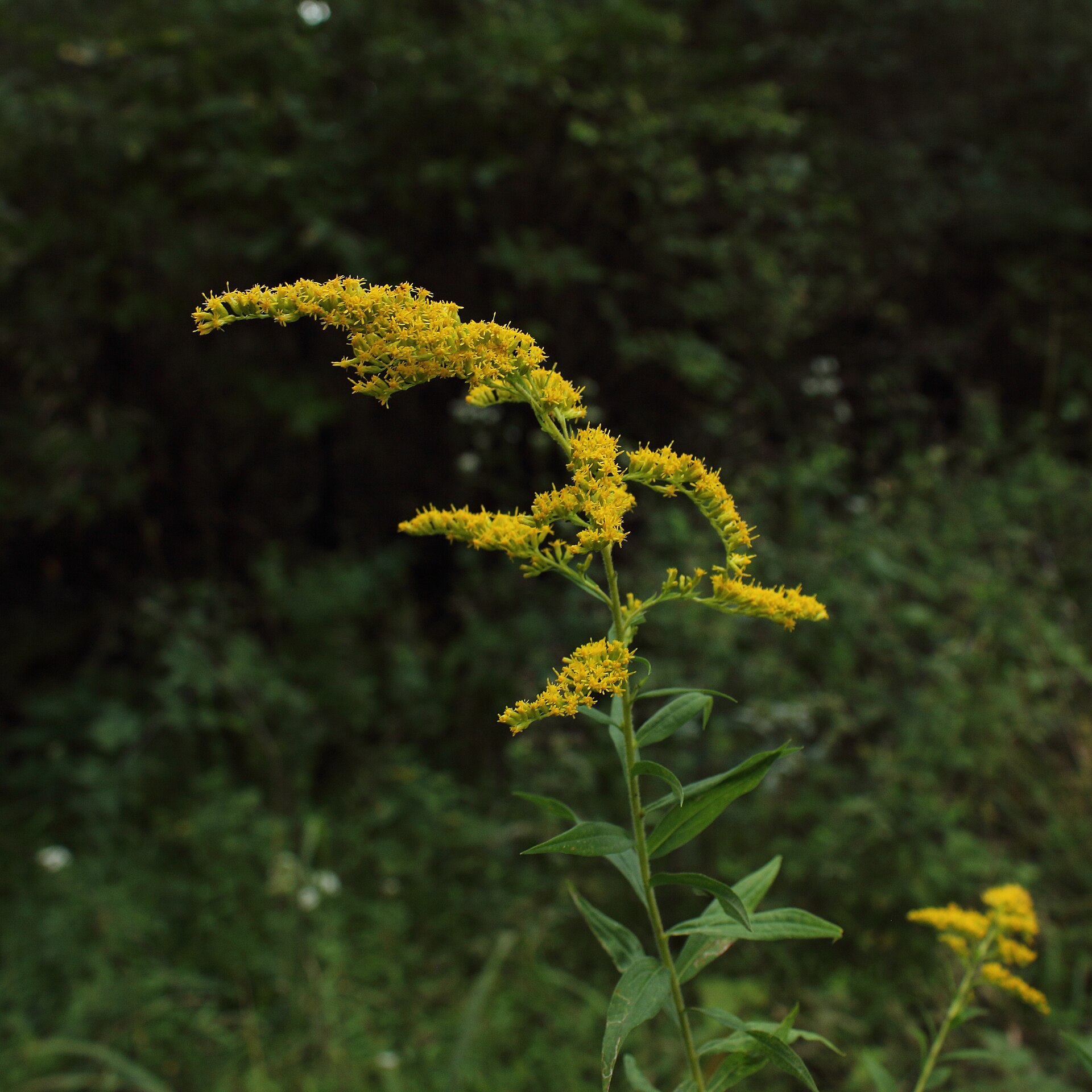 Goldenrod flowers above leafy stems.