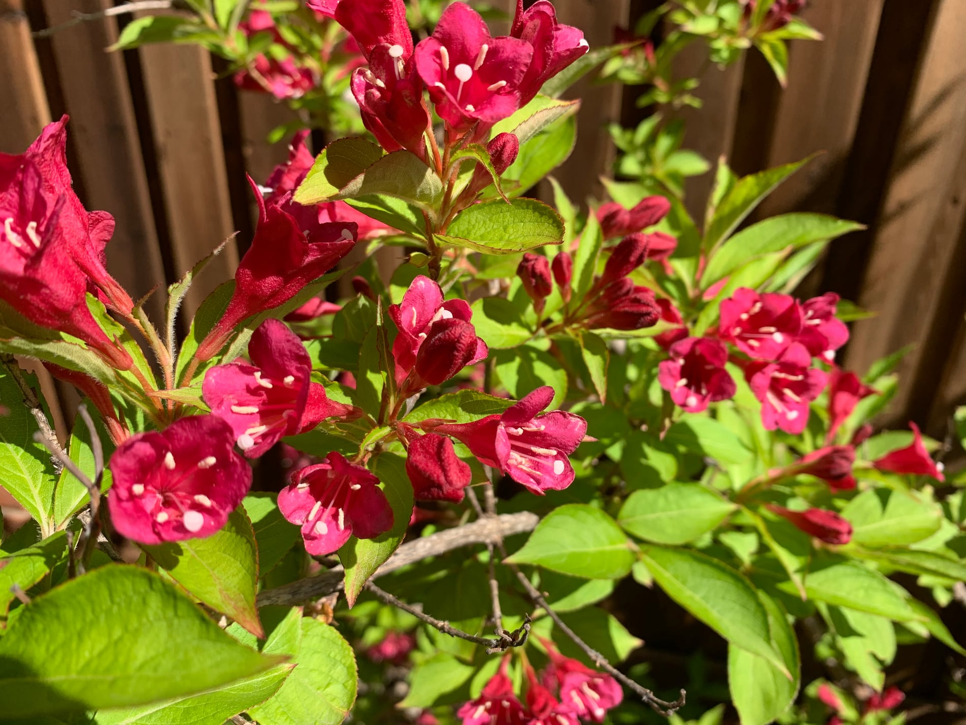 Weigela shrub showing tubular flowers and leafy stems.