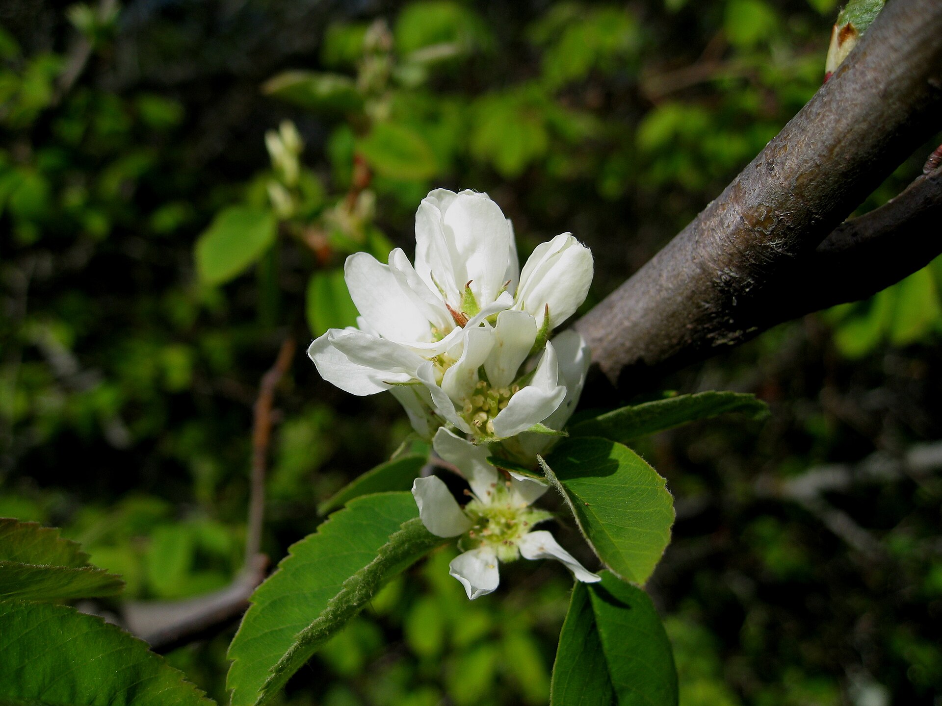 Serviceberry branch showing leaves, flowers, and fruit where visible.