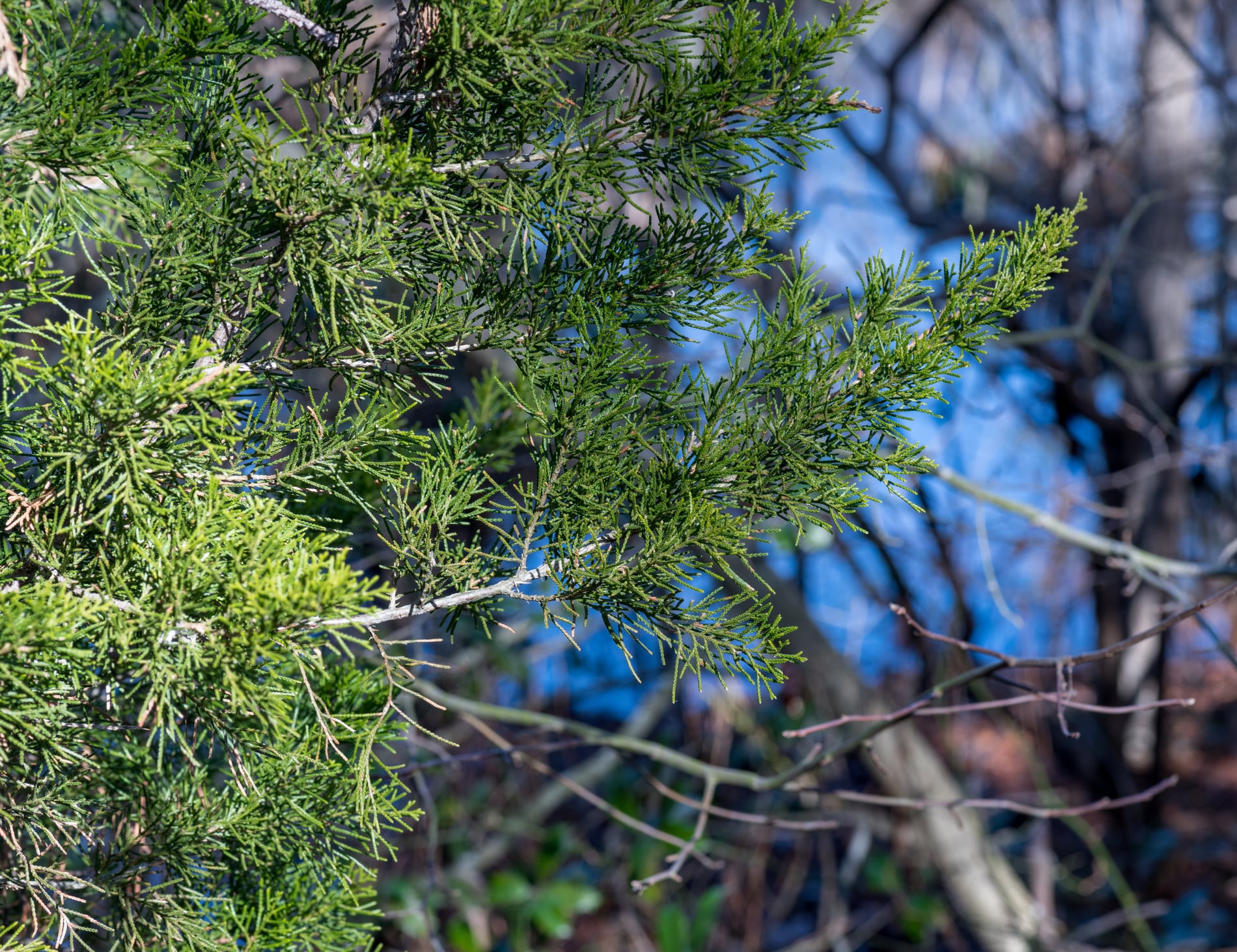 Juniper evergreen foliage and berry-like cones.