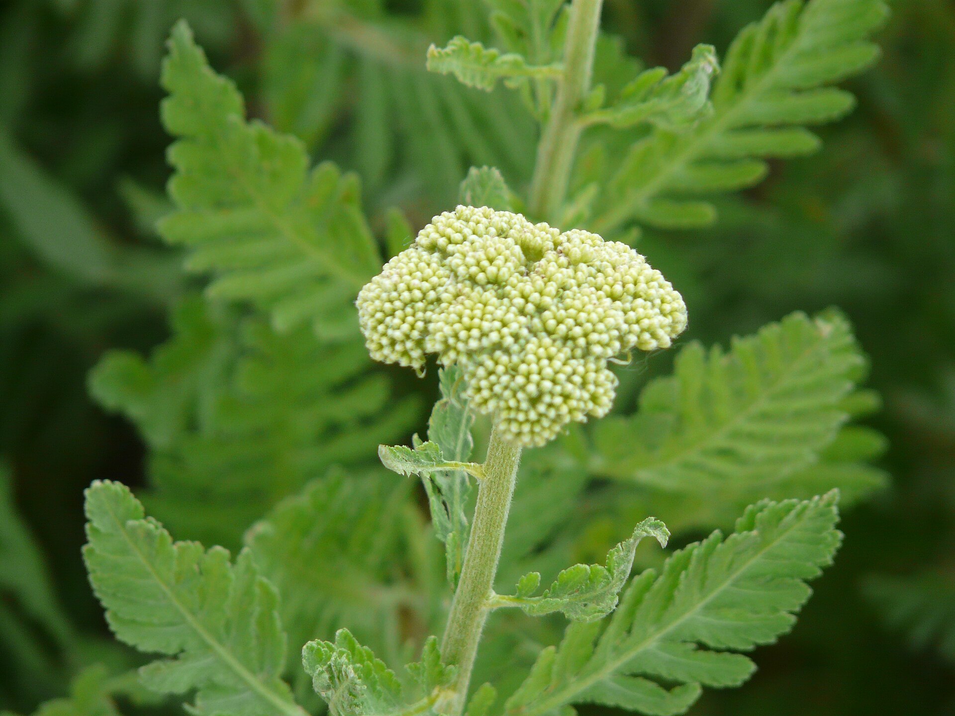 Yarrow flower clusters above ferny foliage.