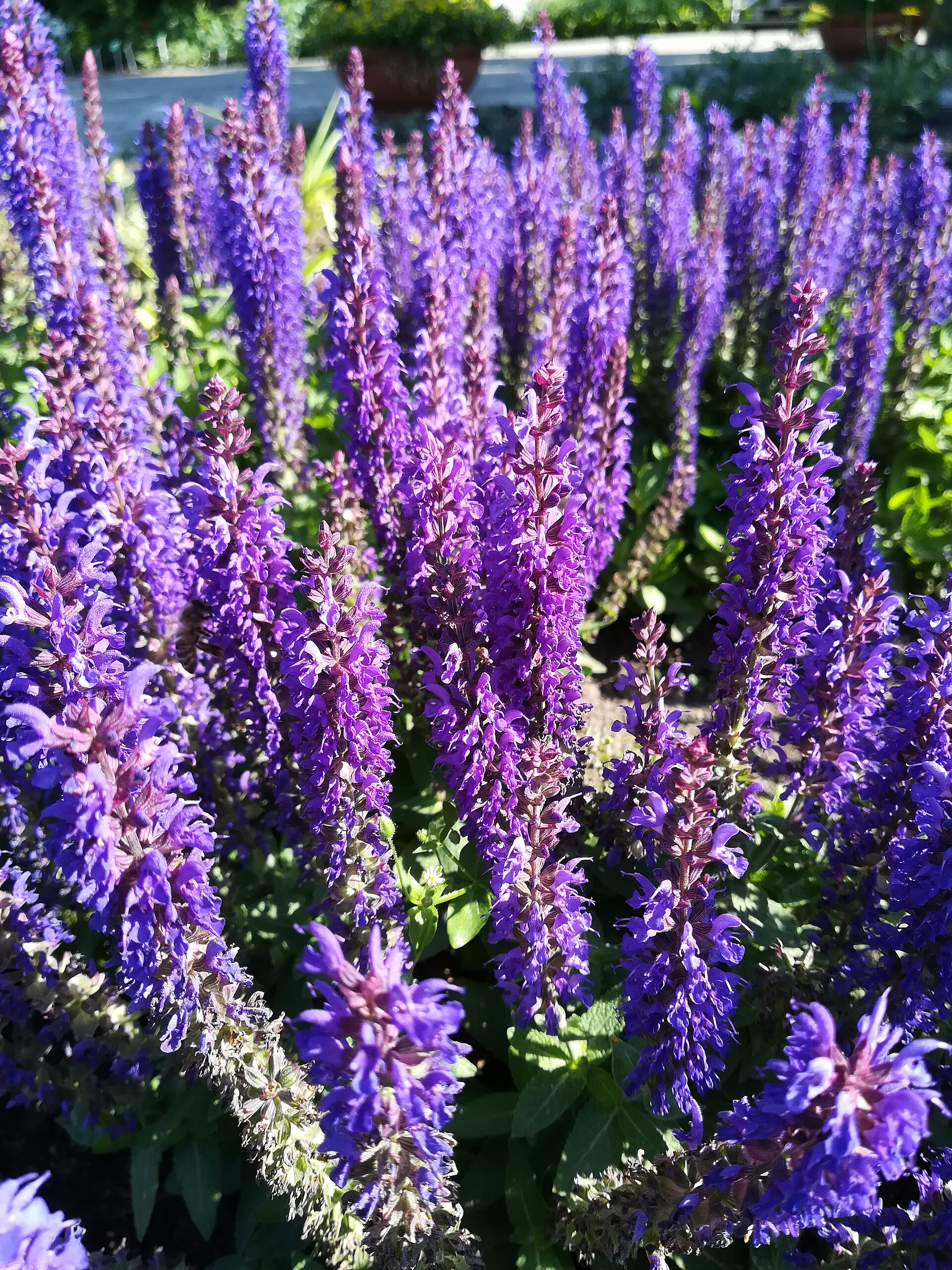 Salvia flower spikes above leafy stems.