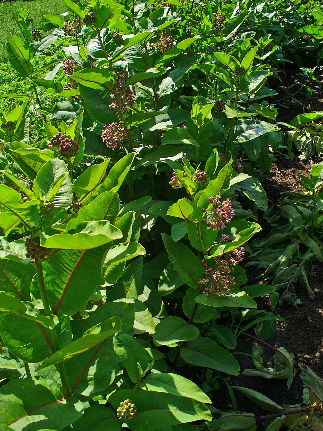 Milkweed plants with leaves and flower clusters.