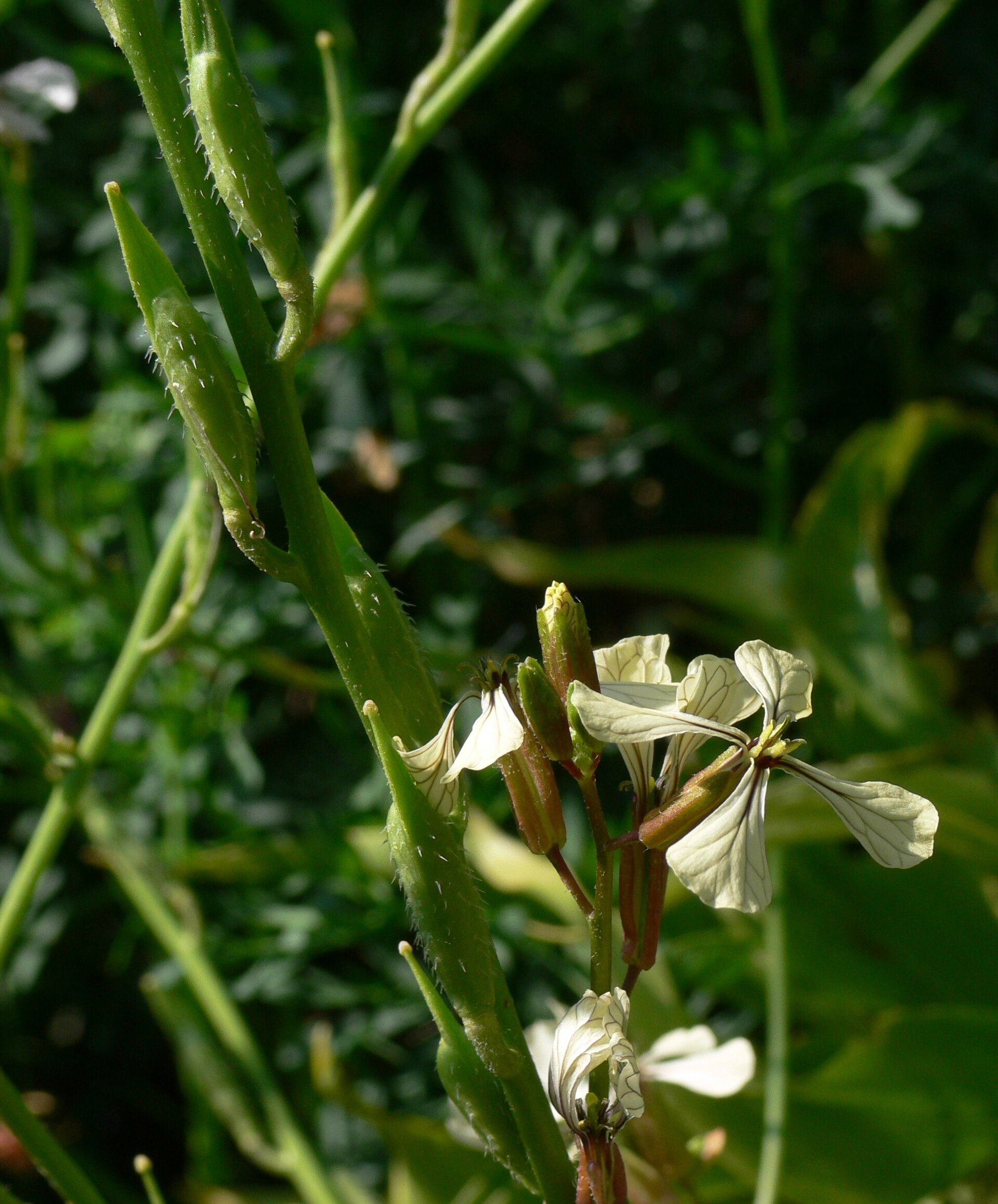 Arugula leaves growing in a garden bed.